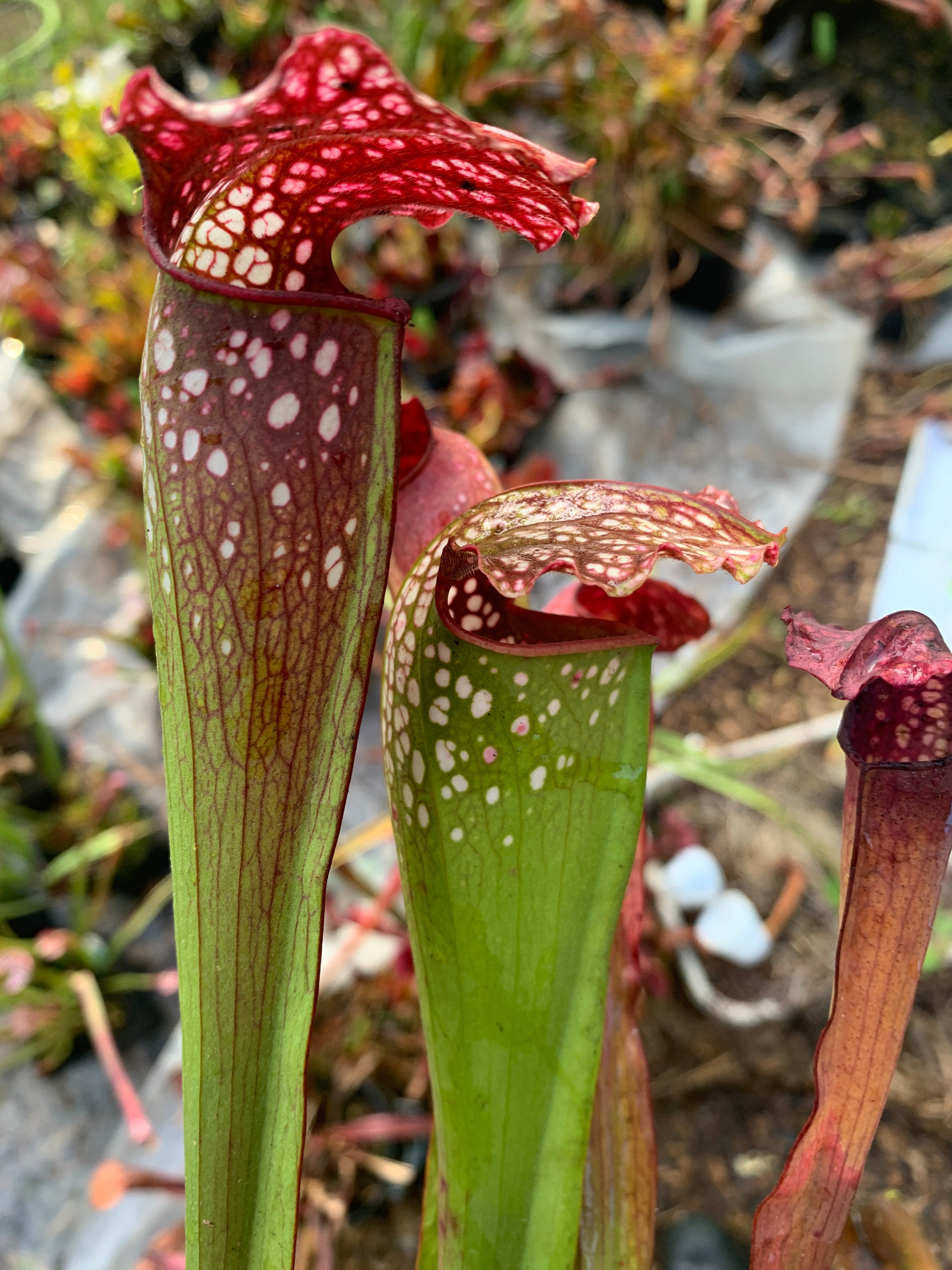Sarracenia excellens x open pollinated 10+ Seeds