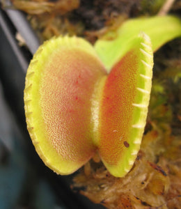 'Coquillage' x open pollinated Venus flytrap 10+ Seeds