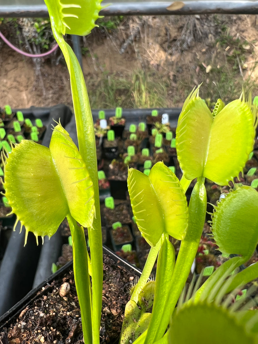 Venus Flytrap "Olive Green" Carnivorous Plant Store