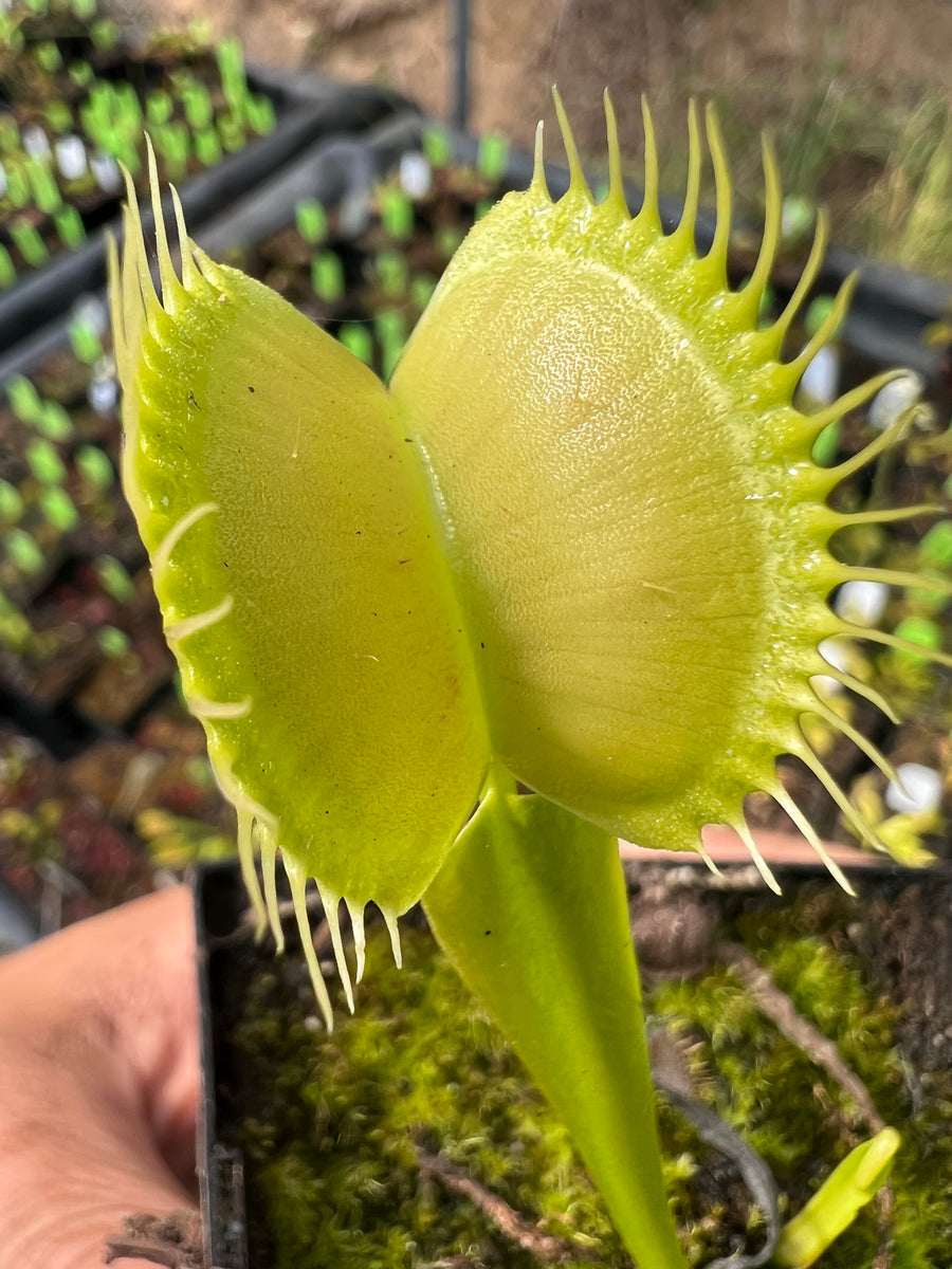 Venus Flytrap "Olive Green" Carnivorous Plant Store