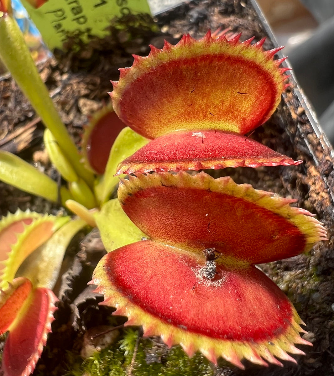 Venus Flytrap "BCP 0801" Carnivorous Plant Store