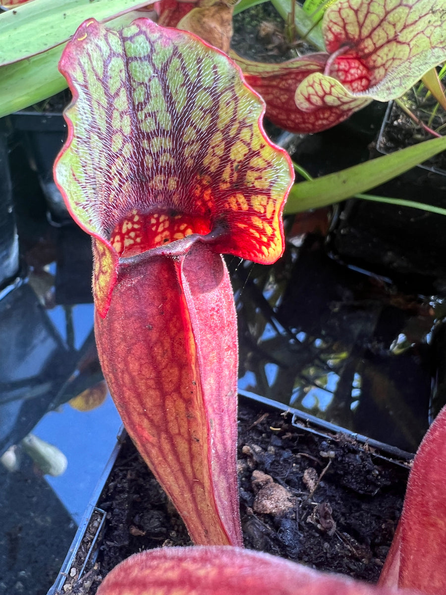 Sarracenia purpurea ssp. purpurea “CPS Super Hardy” Carnivorous Plant Store