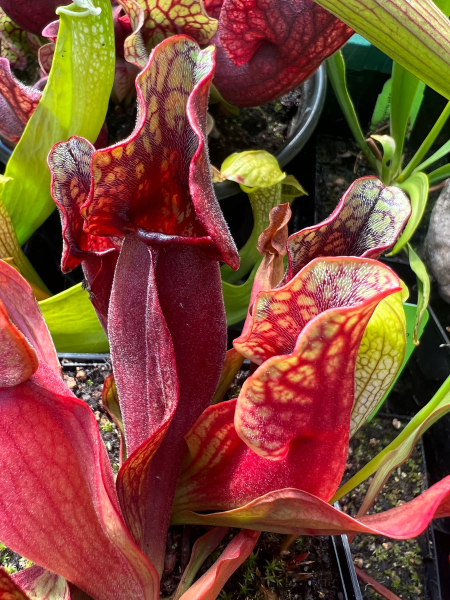 Sarracenia purpurea ssp. purpurea “CPS Super Hardy” Carnivorous Plant