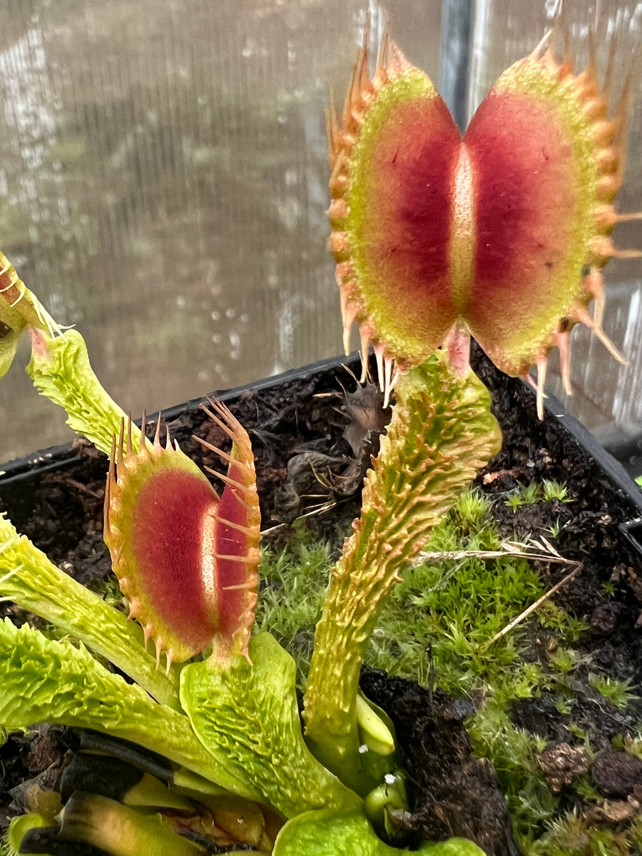 Venus Flytrap 'BCP Wrinkly Queen' – Carnivorous Plant Store