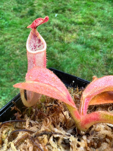 Nepenthes veitchii (Pink leaves and pitchers)