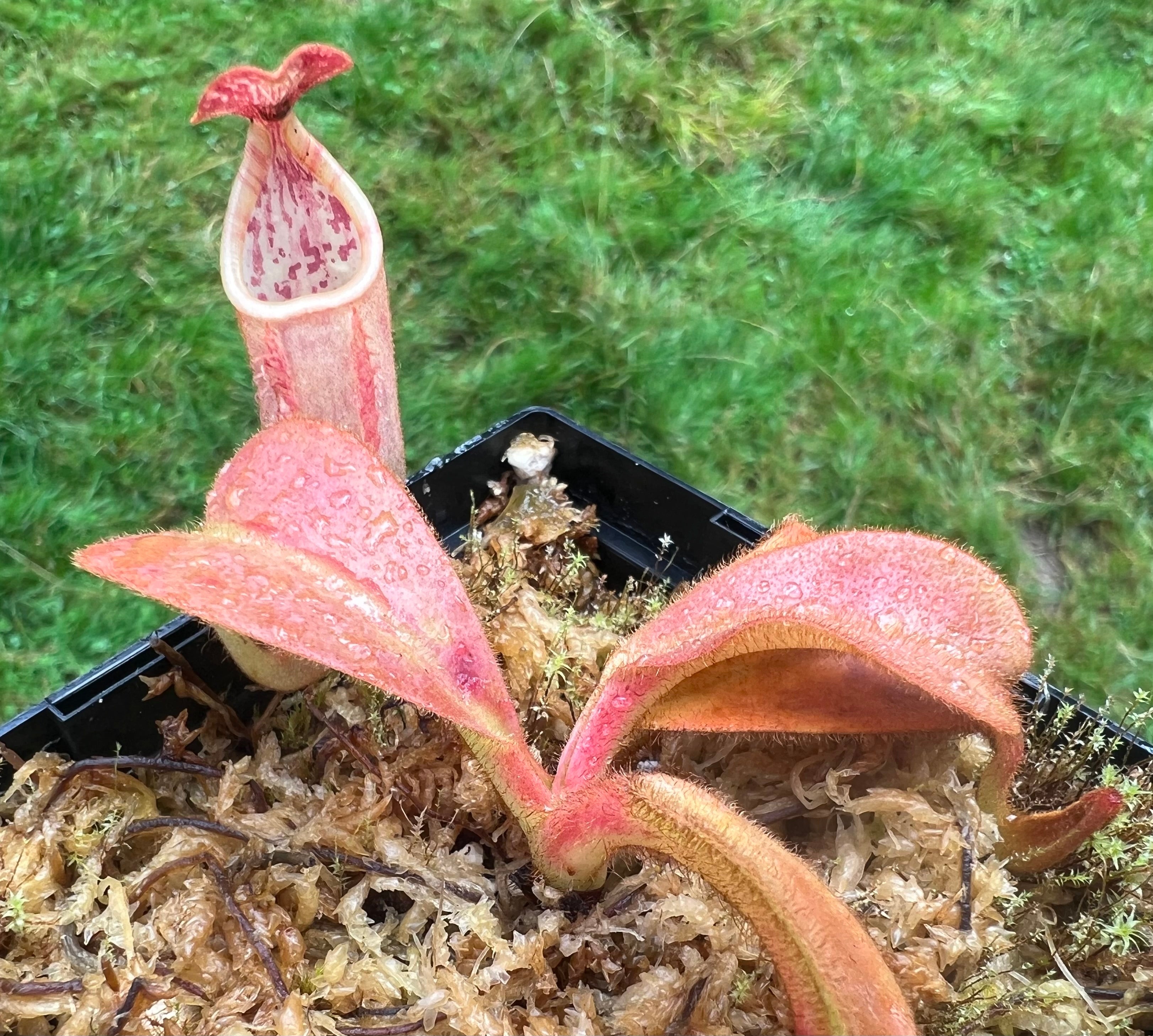 Nepenthes veitchii (Pink leaves and pitchers)