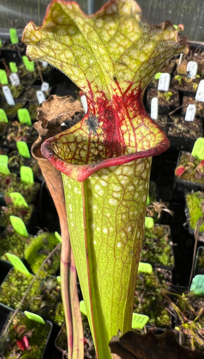 Sarracenia 'Leah Wilkerson' Carnivorous Plant Store