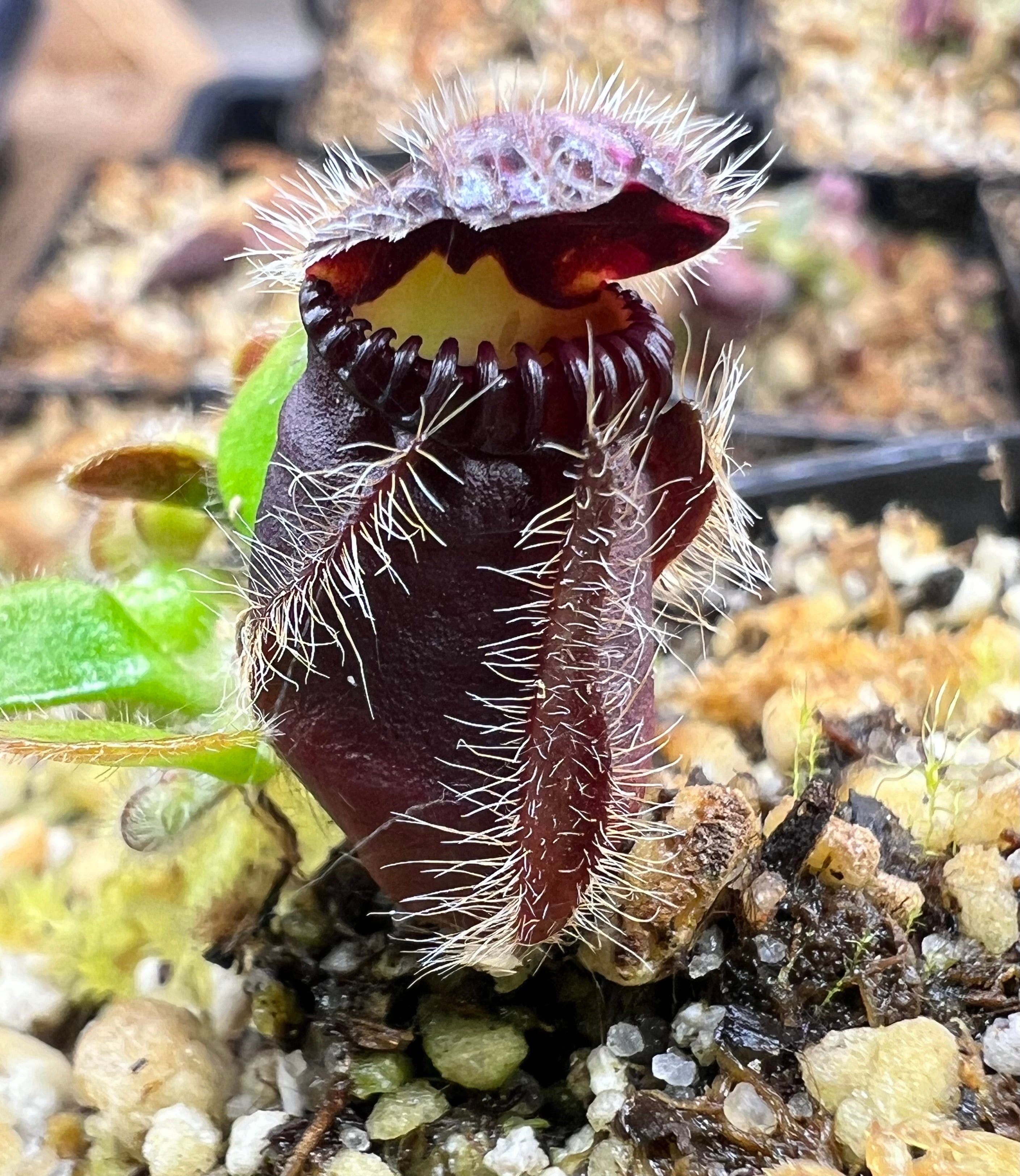 Cephalotus follicularis "CPS Purple/Black"