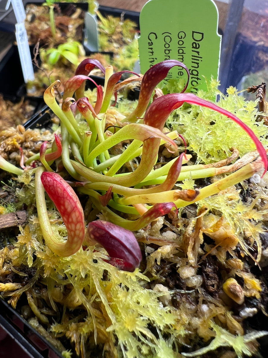 Darlingtonia californica (Cobra Lilly) Goldmine Site, Del Norte, Calif