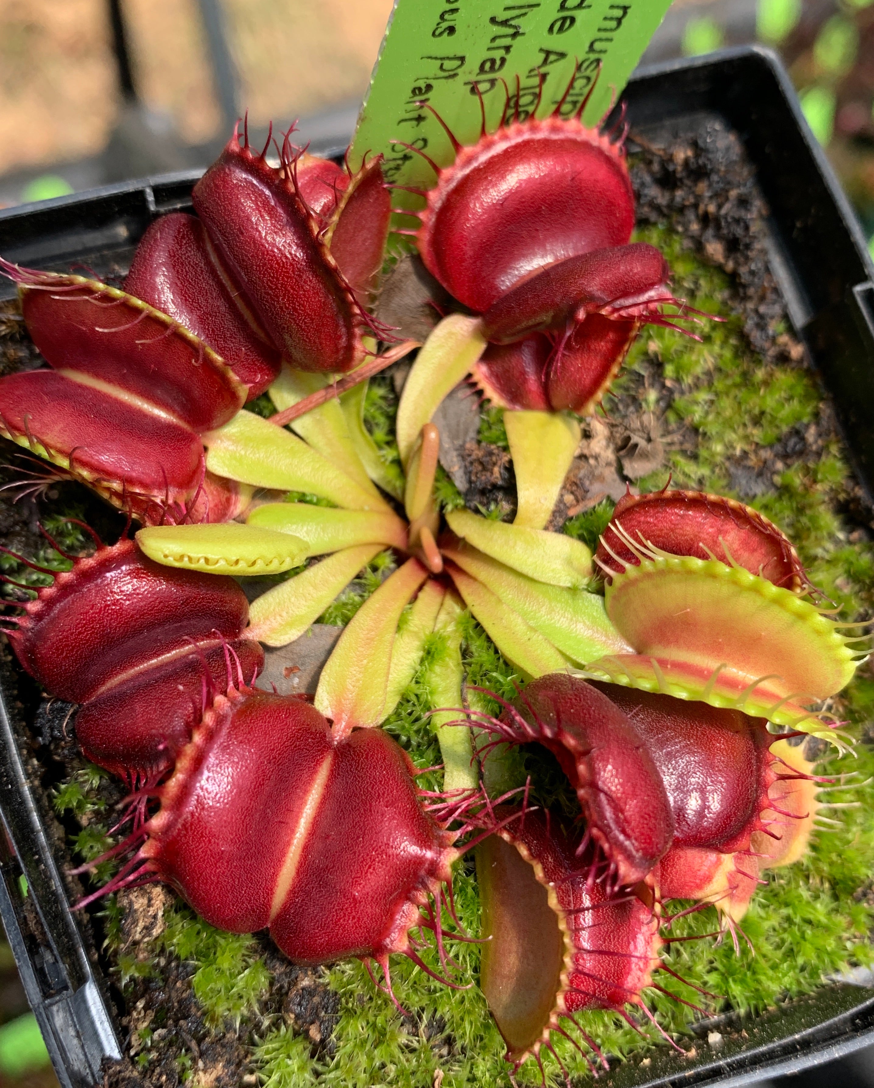 'BCP Red Blade Angel Wings' x open pollinated Venus flytrap 10+ Seeds