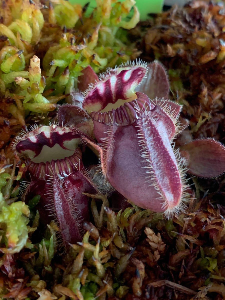 Cephalotus follicularis HMZ×SOHG Cephalotus follicularis 