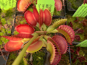 Venus Flytrap 'SD Kronos' x open pollinated 10+ Seeds