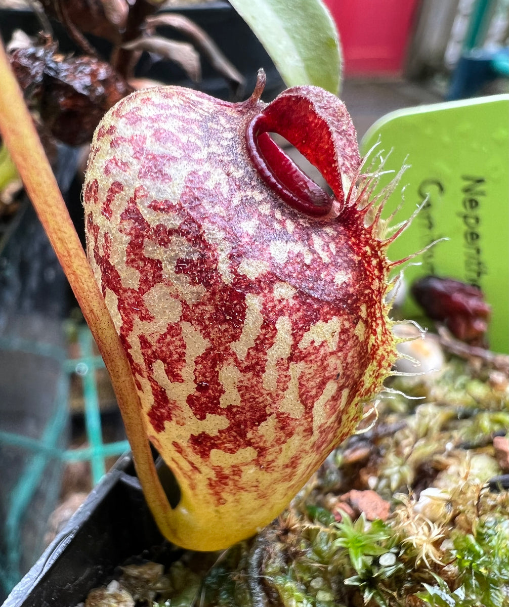 Nepenthes aristolochioides (Horticultural Seed Grown) Carnivorous