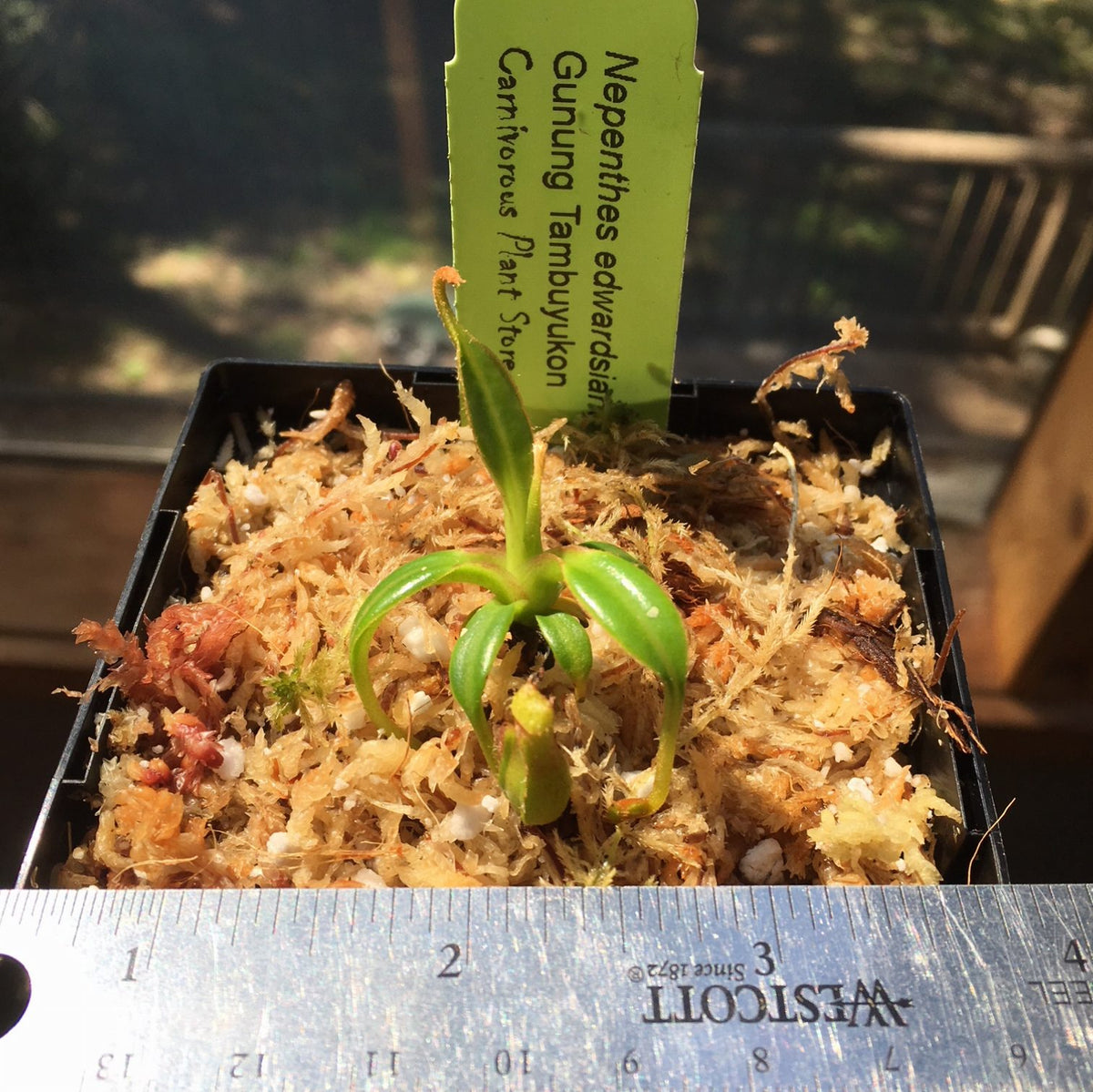 食虫植物N. edwardsiana Tambuyukon Nepenthes edwardsiana | Tom's Carnivores