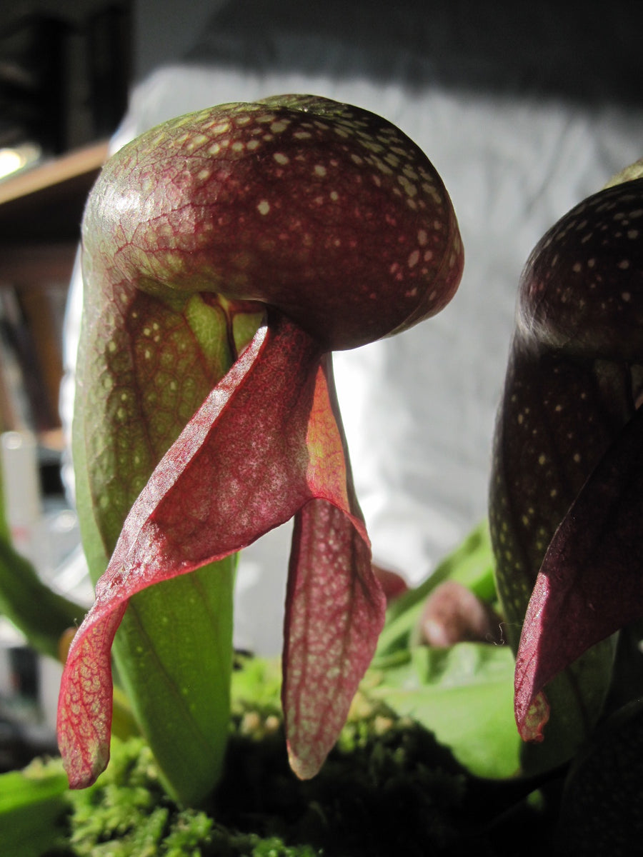 Darlingtonia californica (Cobra Lily) – Carnivorous Plant Store