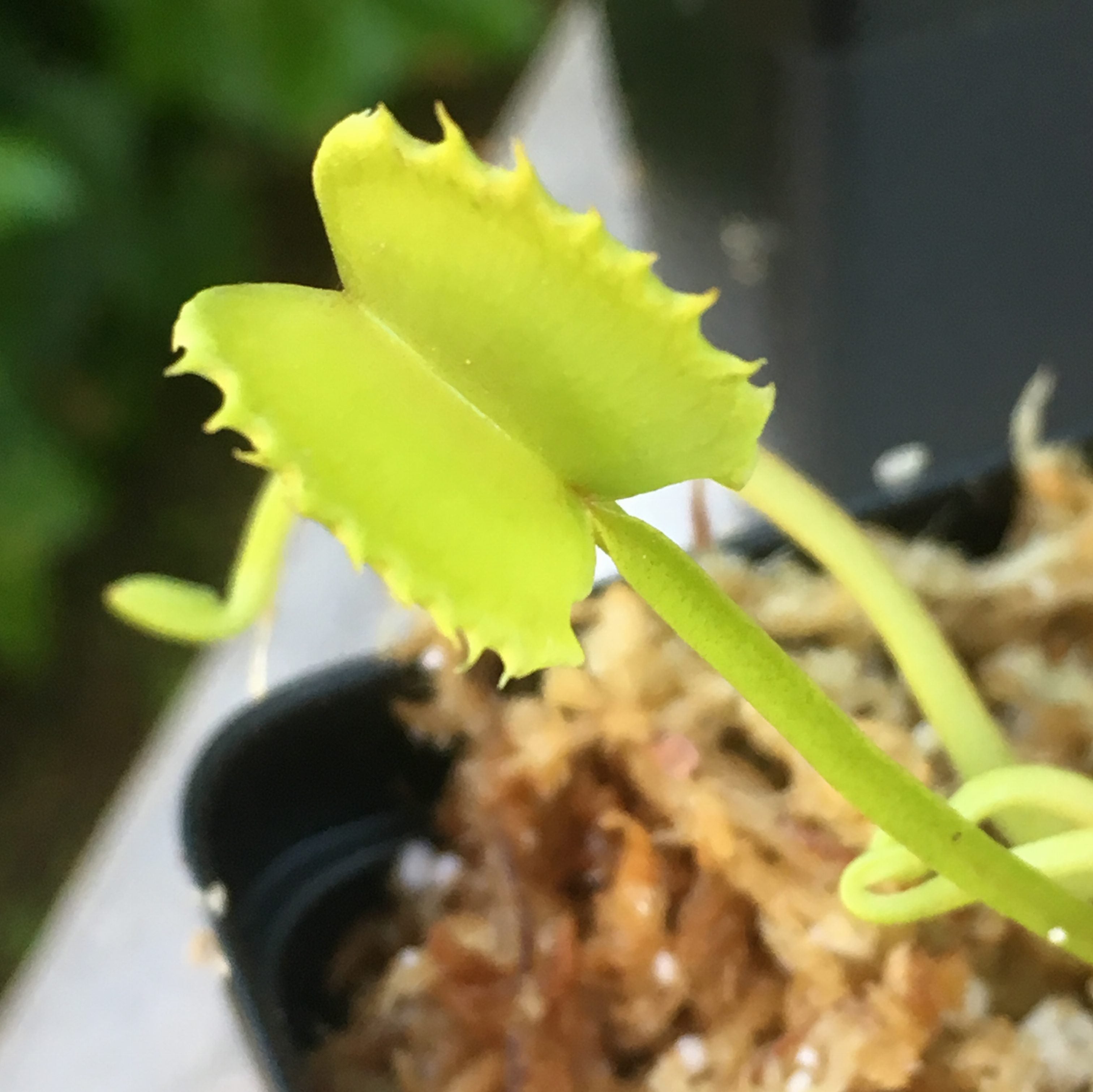 Venus Flytrap 'Werewolf' x open pollinated 10+ seeds