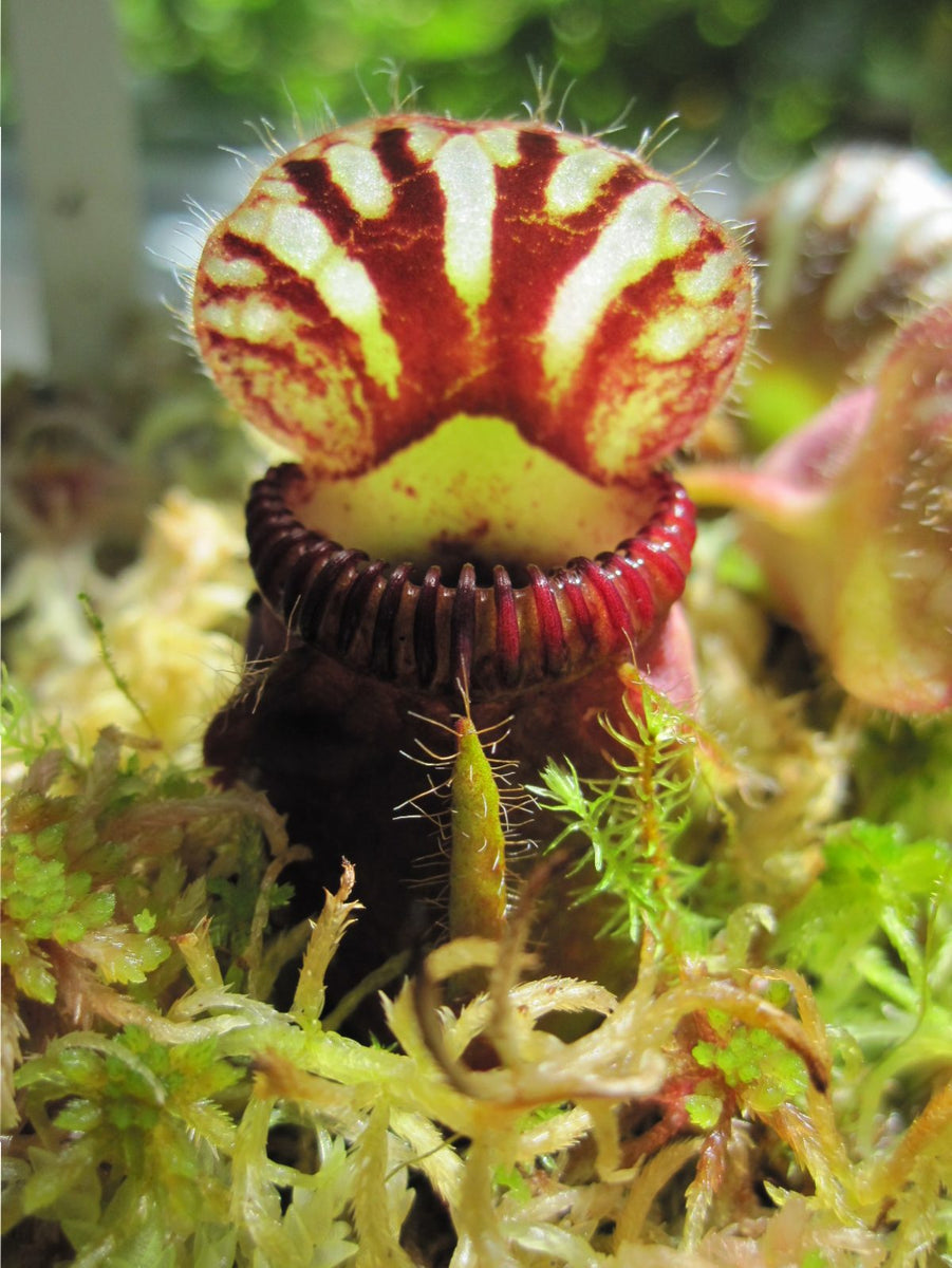 Cephalotus follicularis HMZ×SOHG Cephalotus follicularis – Carnivero