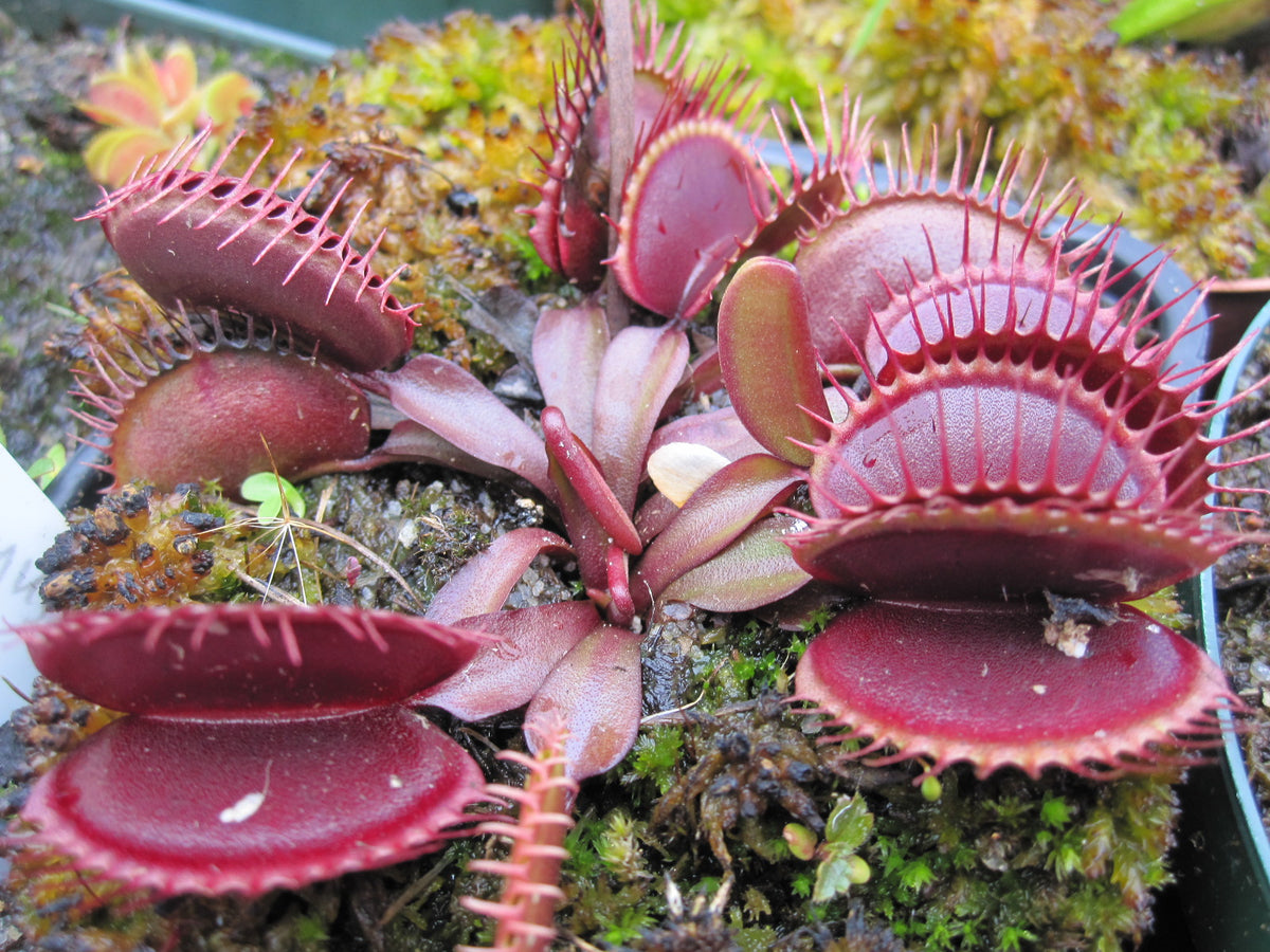 Venus Flytrap 'Pink Venus' Carnivorous Plant Store