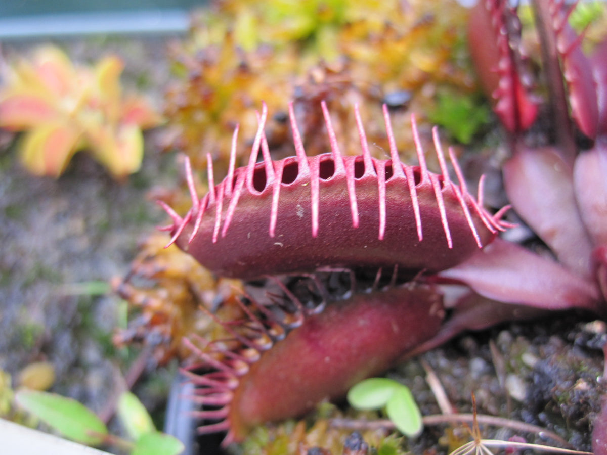Venus Flytrap 'Pink Venus' Carnivorous Plant Store