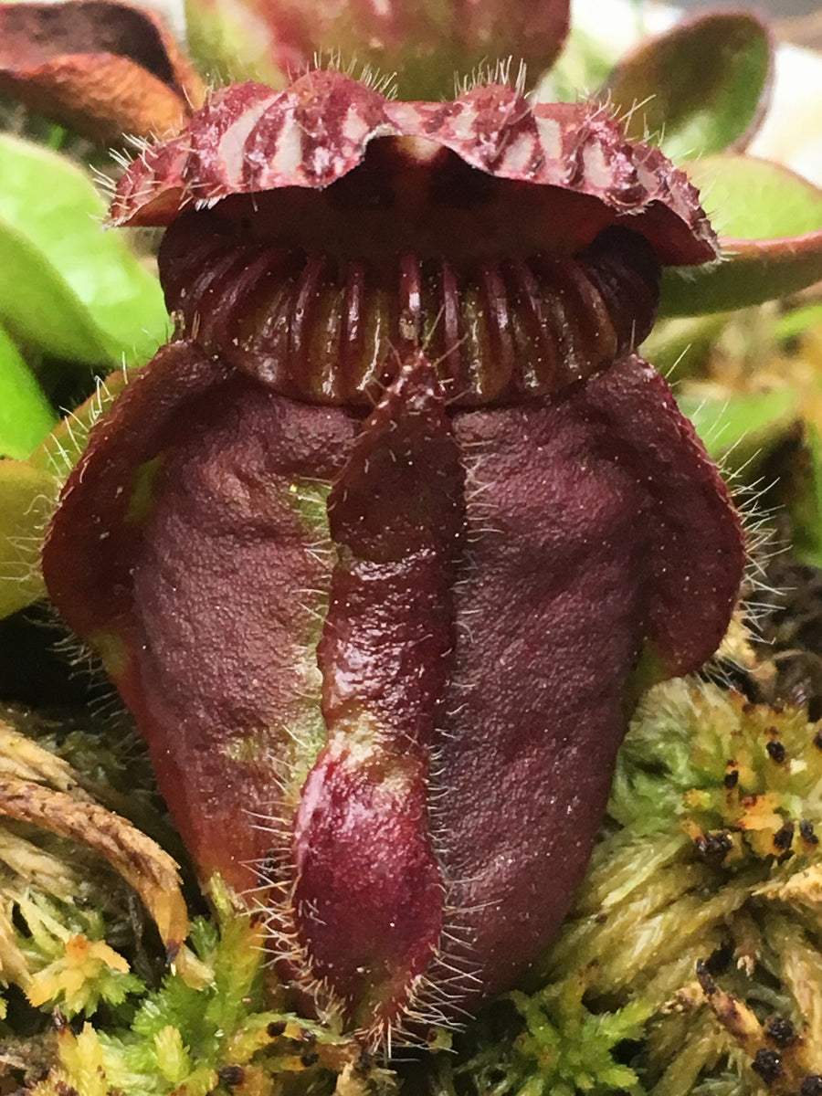 N*c様 Cephalotus German Giant C.C大株 Cephalotus follicularis 
