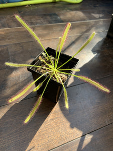Drosera capensis  (Cape Sundew) "Typical" Form