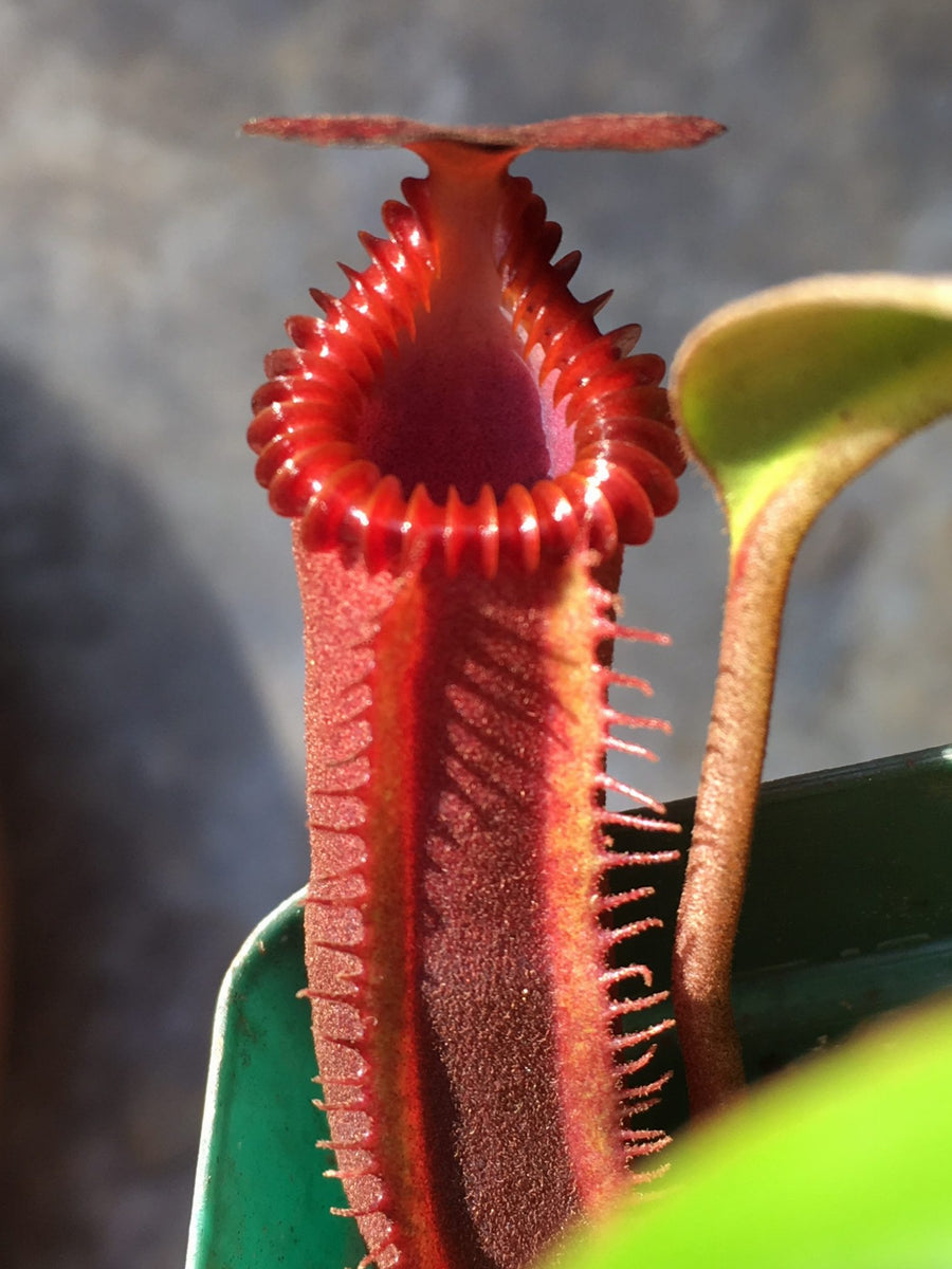 食虫植物N. edwardsiana Tambuyukon Nepenthes edwardsiana - Wikipedia