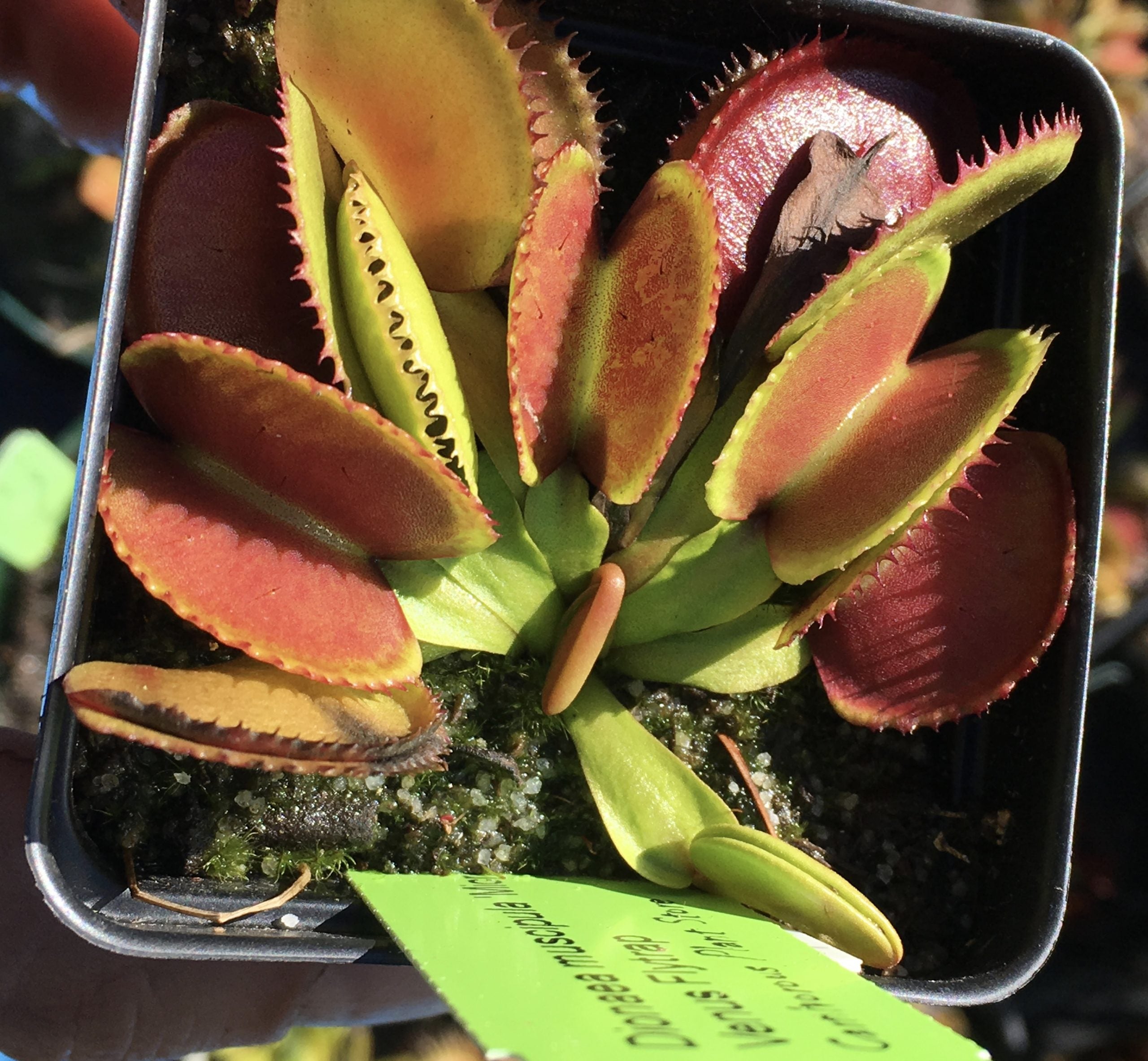 'Microdent' x open pollinated Venus flytrap 10+ Seeds
