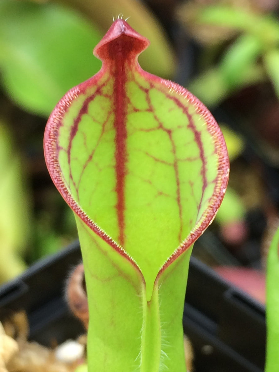その他観葉植物 Heliamphora macdonaldae Heliamphora macdonaldae (Cerro Duida, Venezuela) – Carnivorous