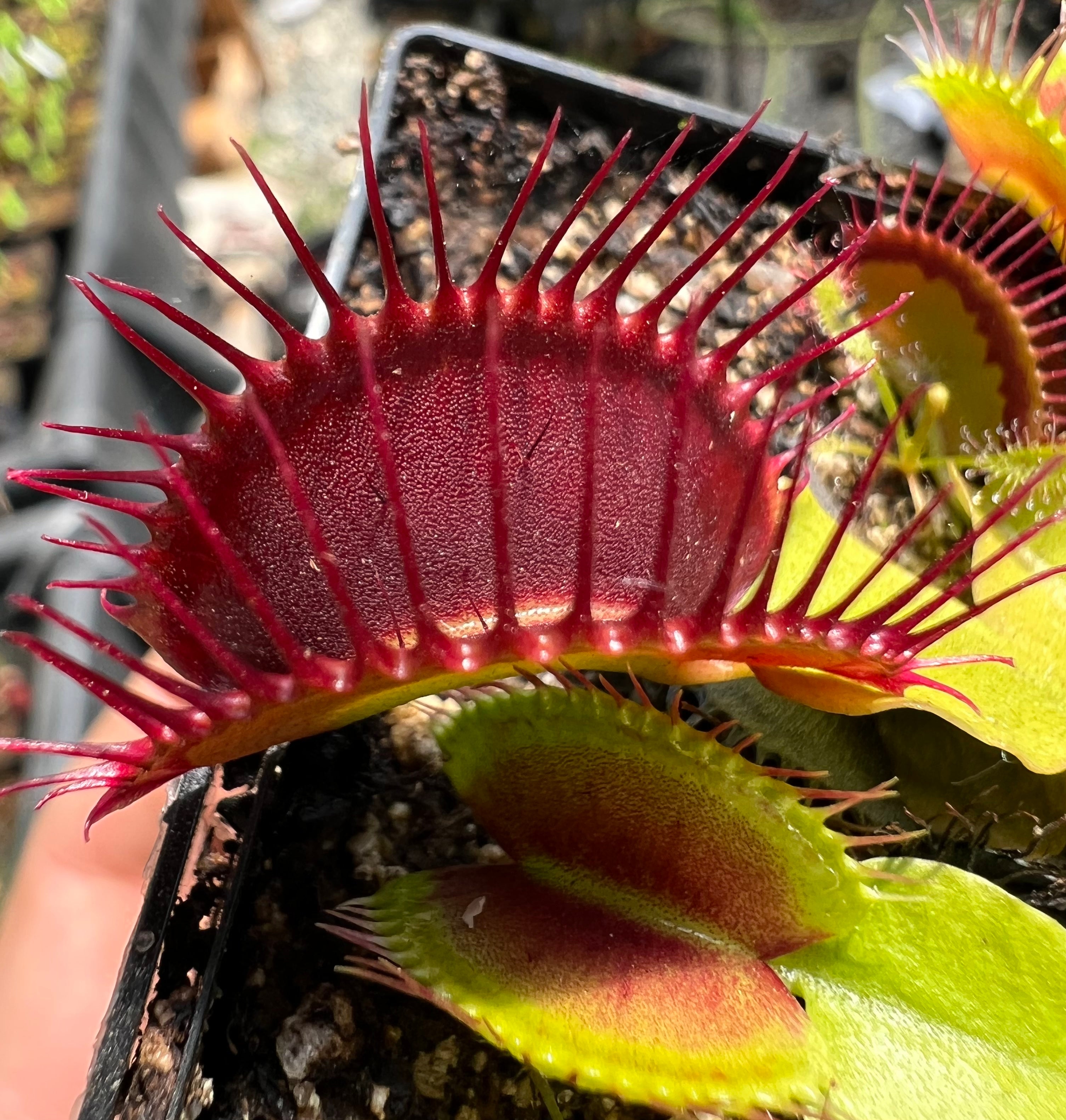 Venus Flytrap “Bimbo x Phalanx”