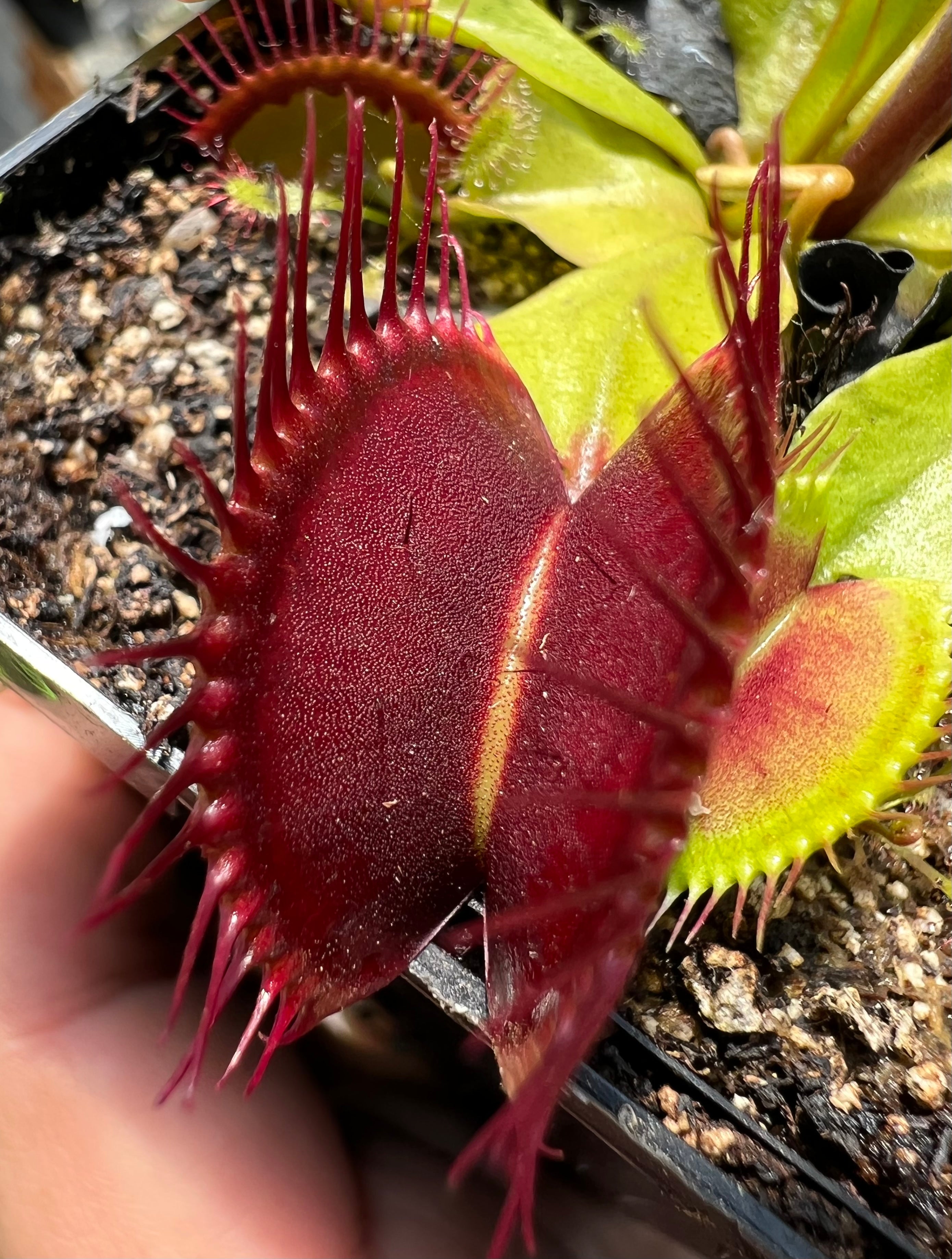 Venus Flytrap “Bimbo x Phalanx”