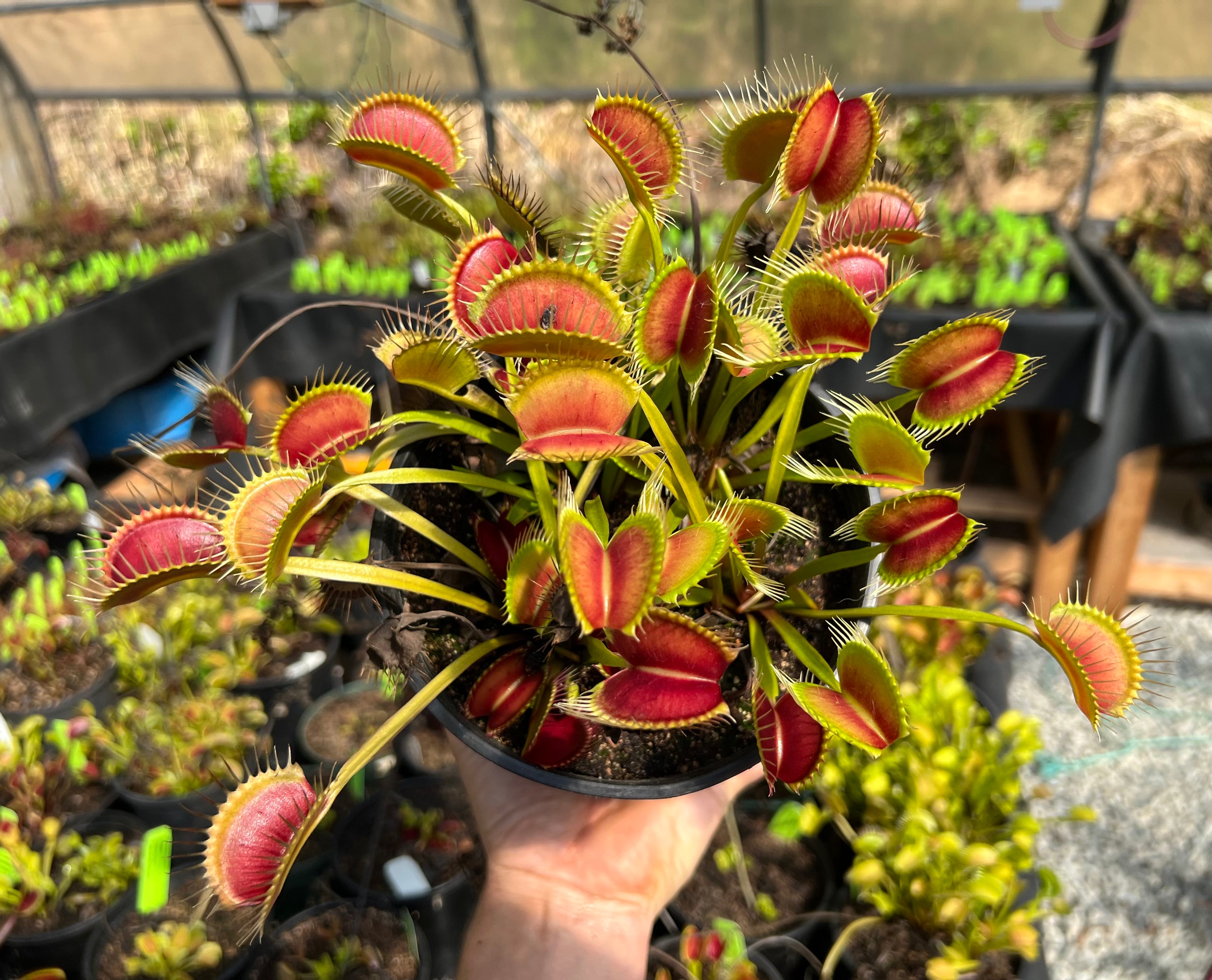 Venus Flytrap “Bob's Snapper” x open pollinated 10+ seeds