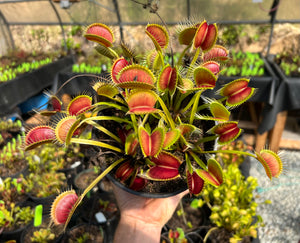 Venus Flytrap “Bob's Snapper” x open pollinated 10+ seeds