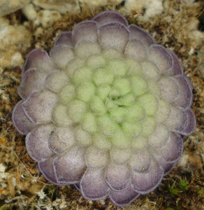 Pinguicula cyclosecta