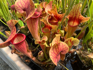 Sarracenia “CPS Okaloosa Twilight"