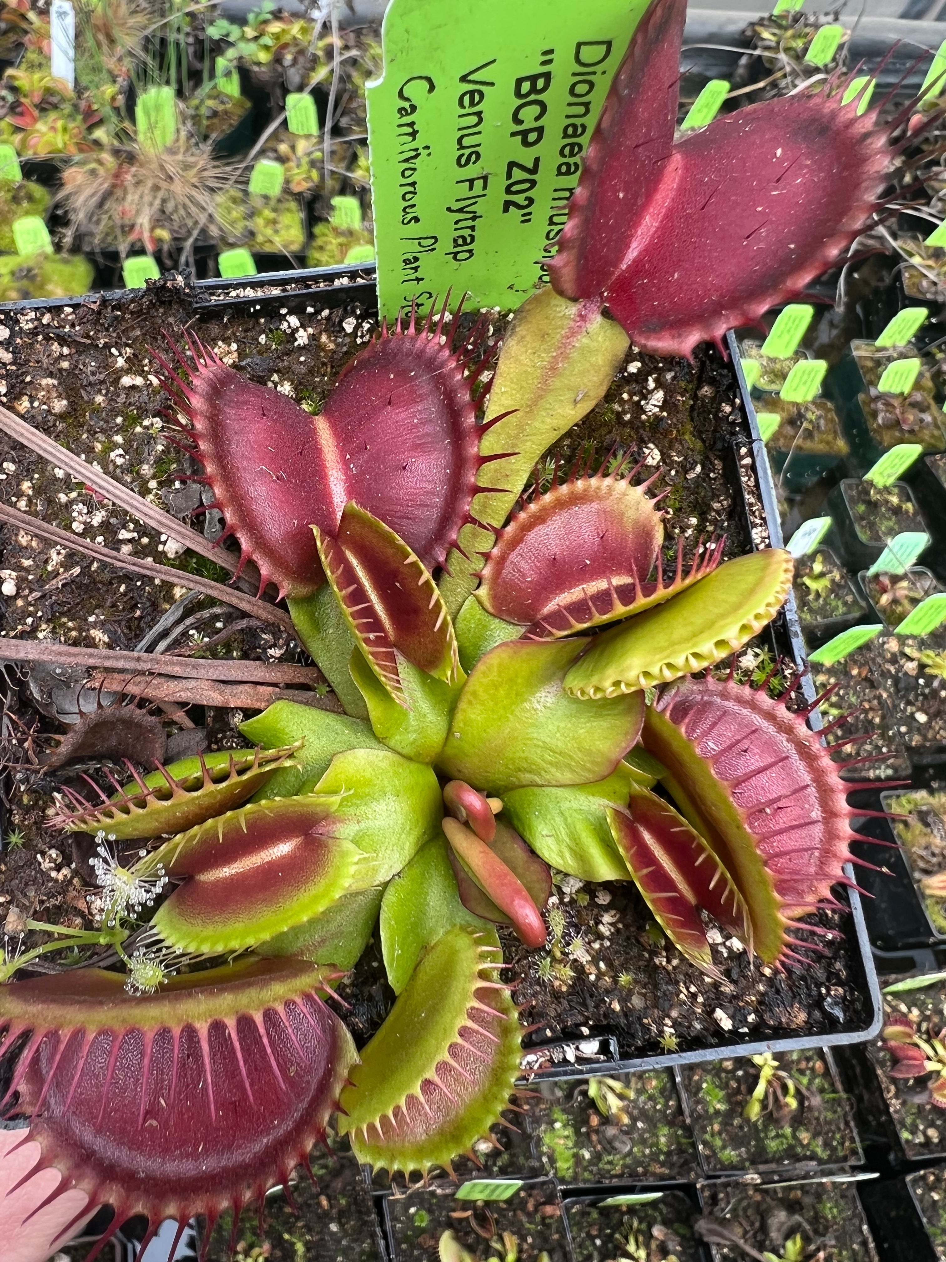 Venus flytrap 'BCP Z02'
