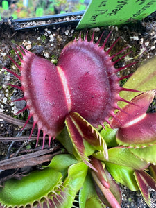 Venus flytrap 'BCP Z02'