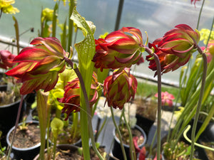 Sarracenia leucophylla Baldwin Co, Alabama “CPS Double Flower"