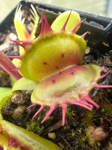 Venus Flytrap 'Crispy Sun'