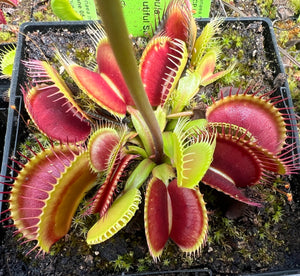 Venus Flytrap "BCP 14-04"