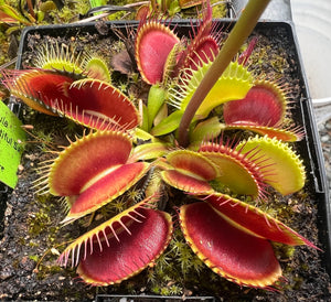 Venus Flytrap "BCP 14-04"