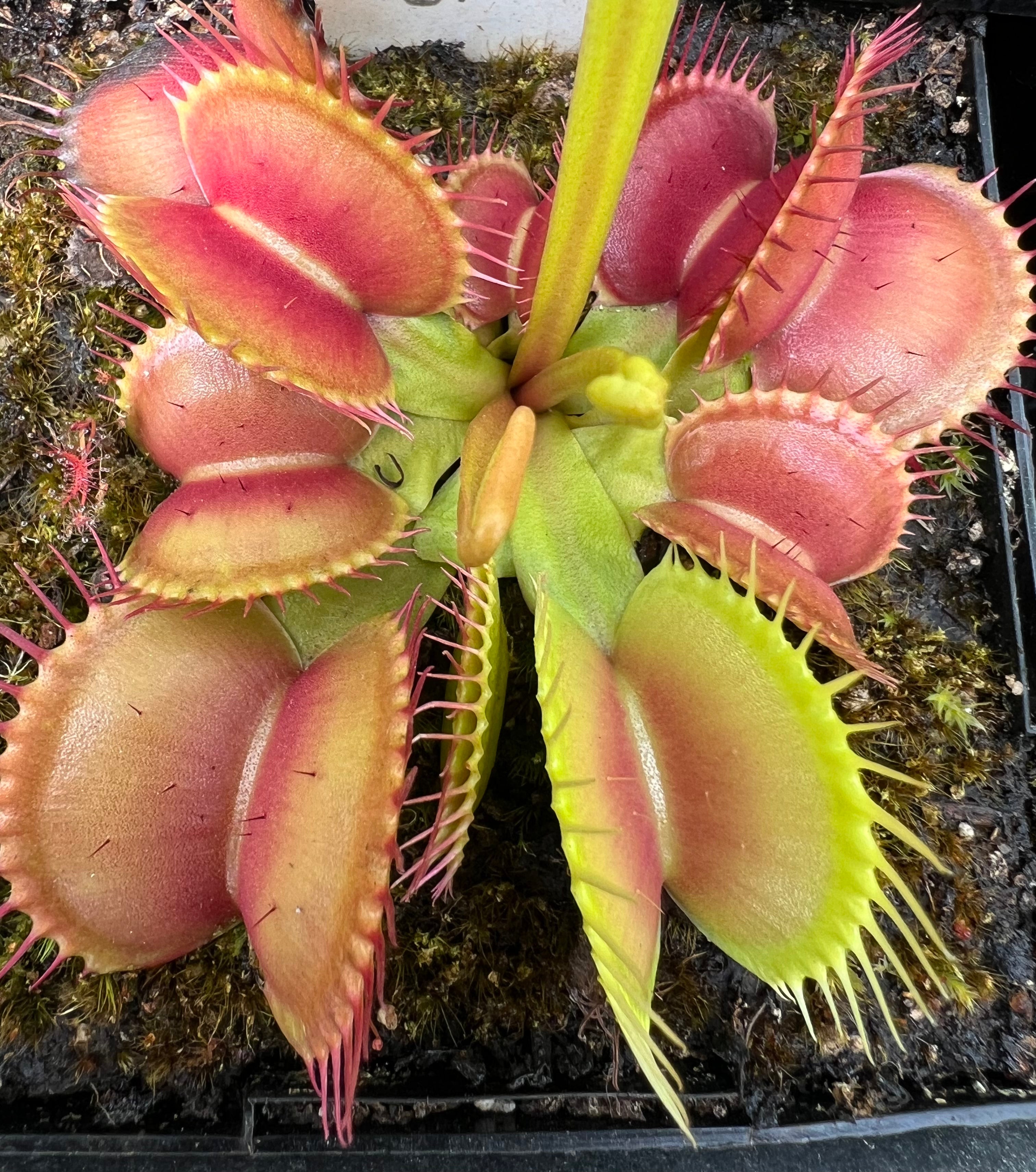 Venus flytrap "Peaches"