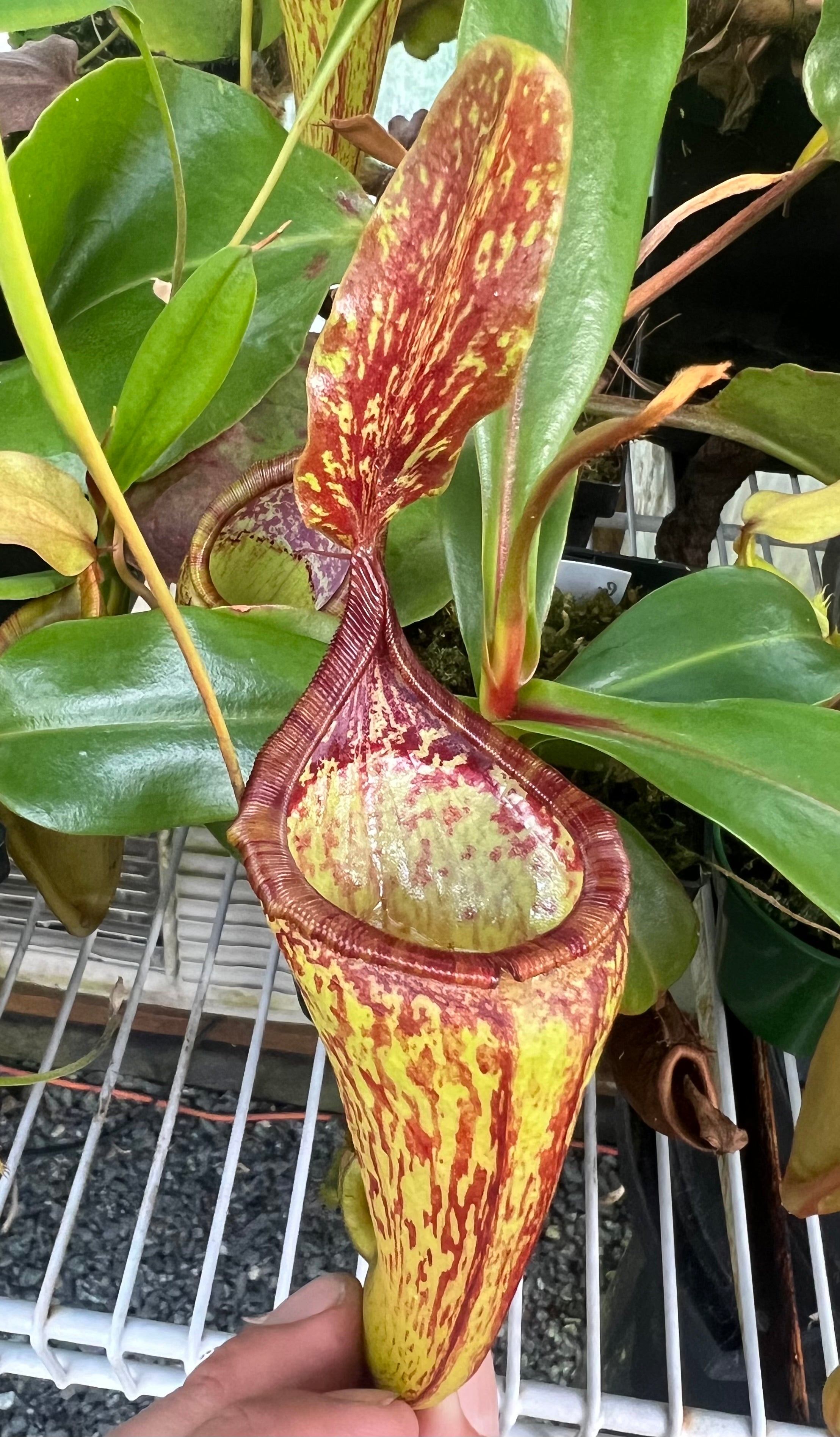 Nepenthes copelandii x N. dubia “red” Seed Grown