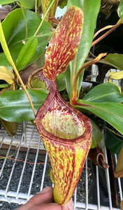 Nepenthes copelandii x N. dubia “red” Seed Grown