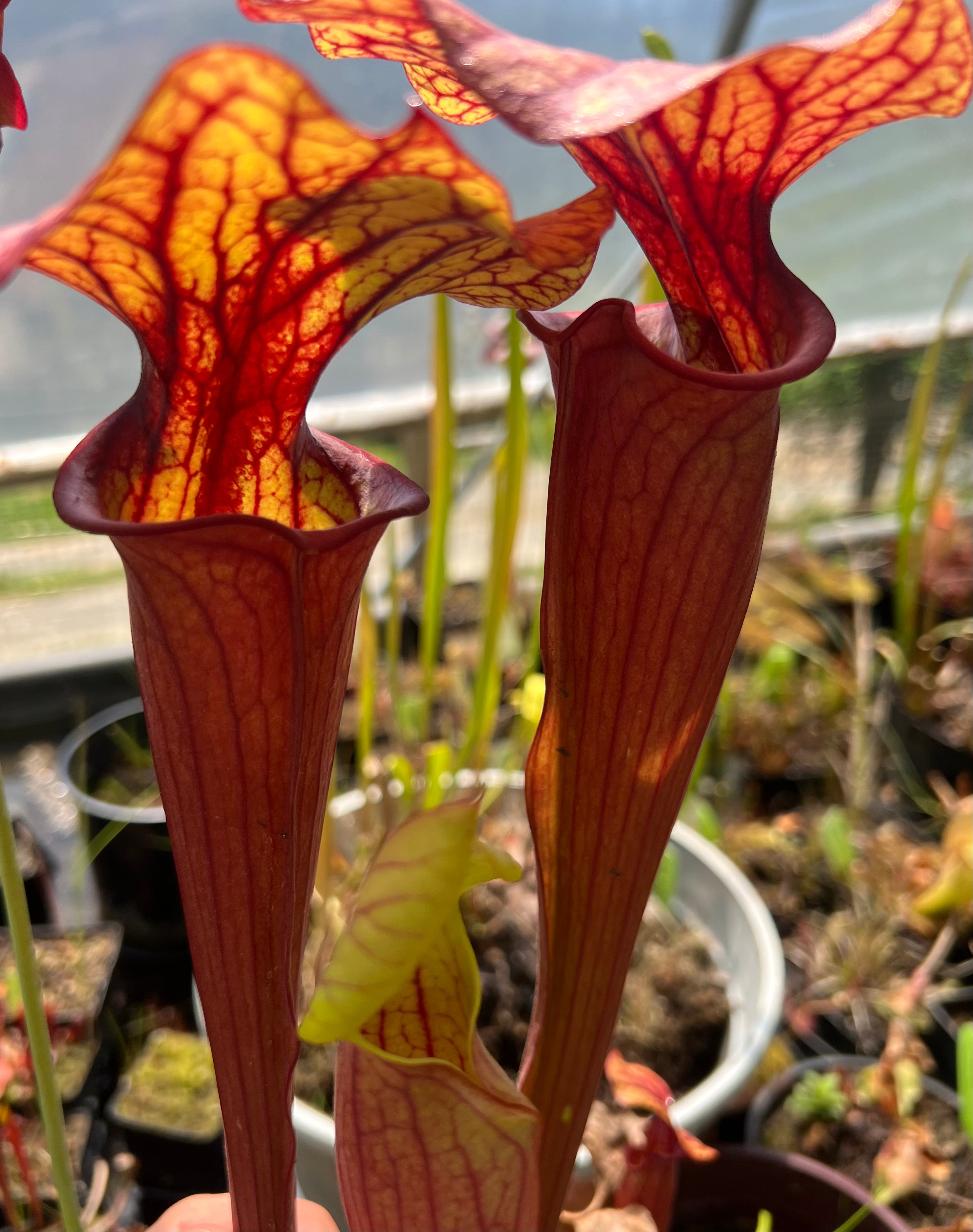 Sarracenia 'Ares'