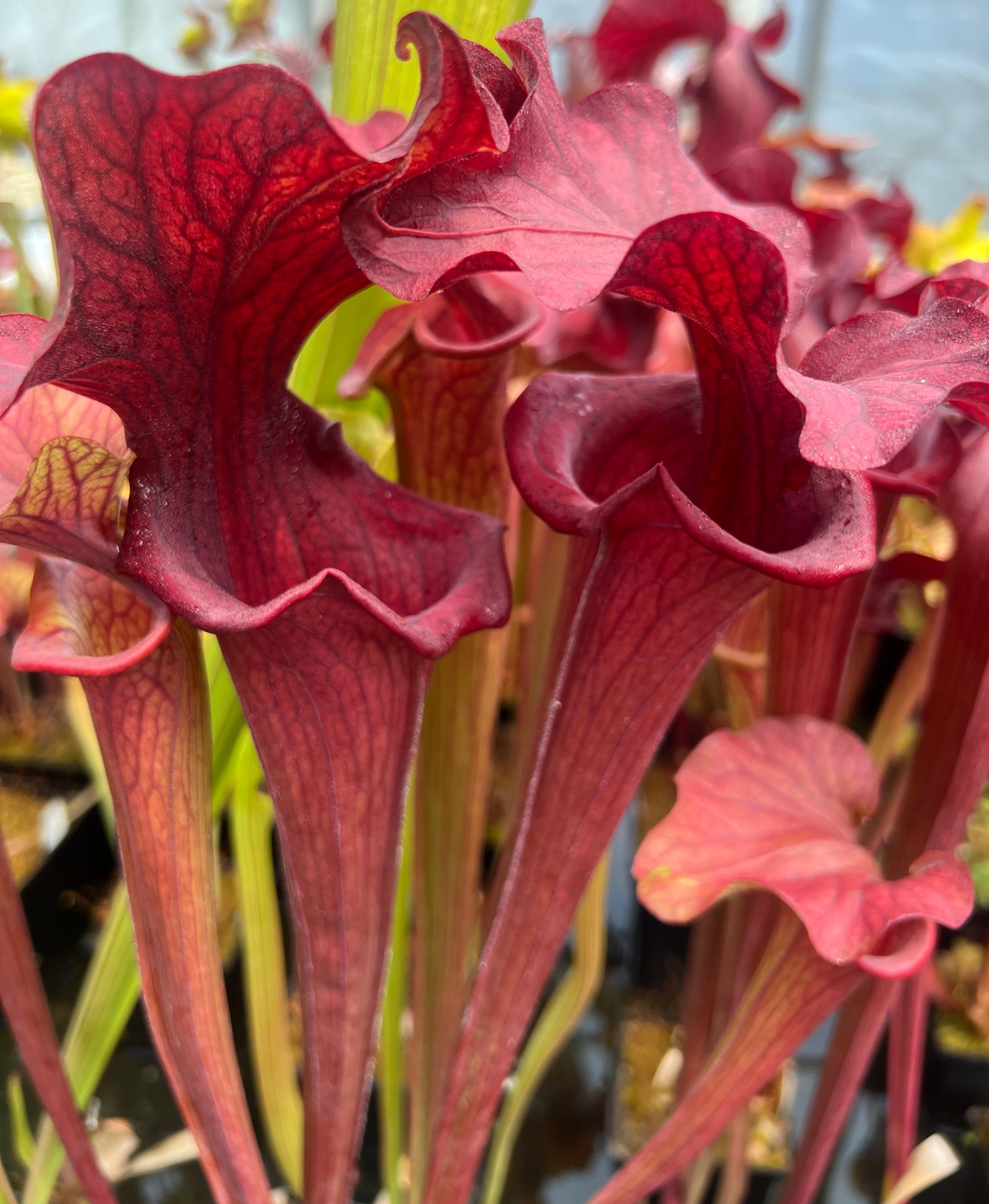 Sarracenia ‘Reptilian Rose’