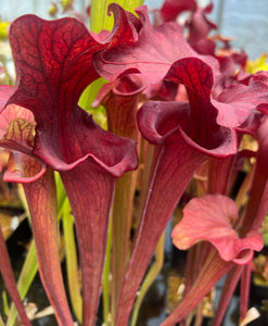 Sarracenia ‘Reptilian Rose’