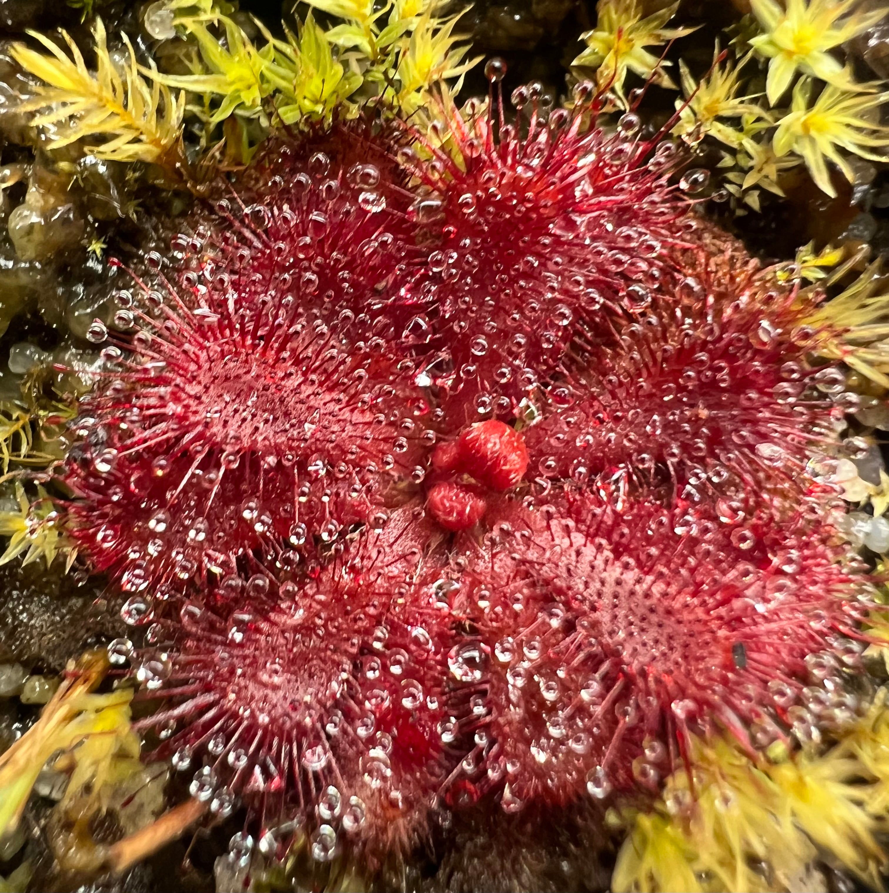Drosera aliciae