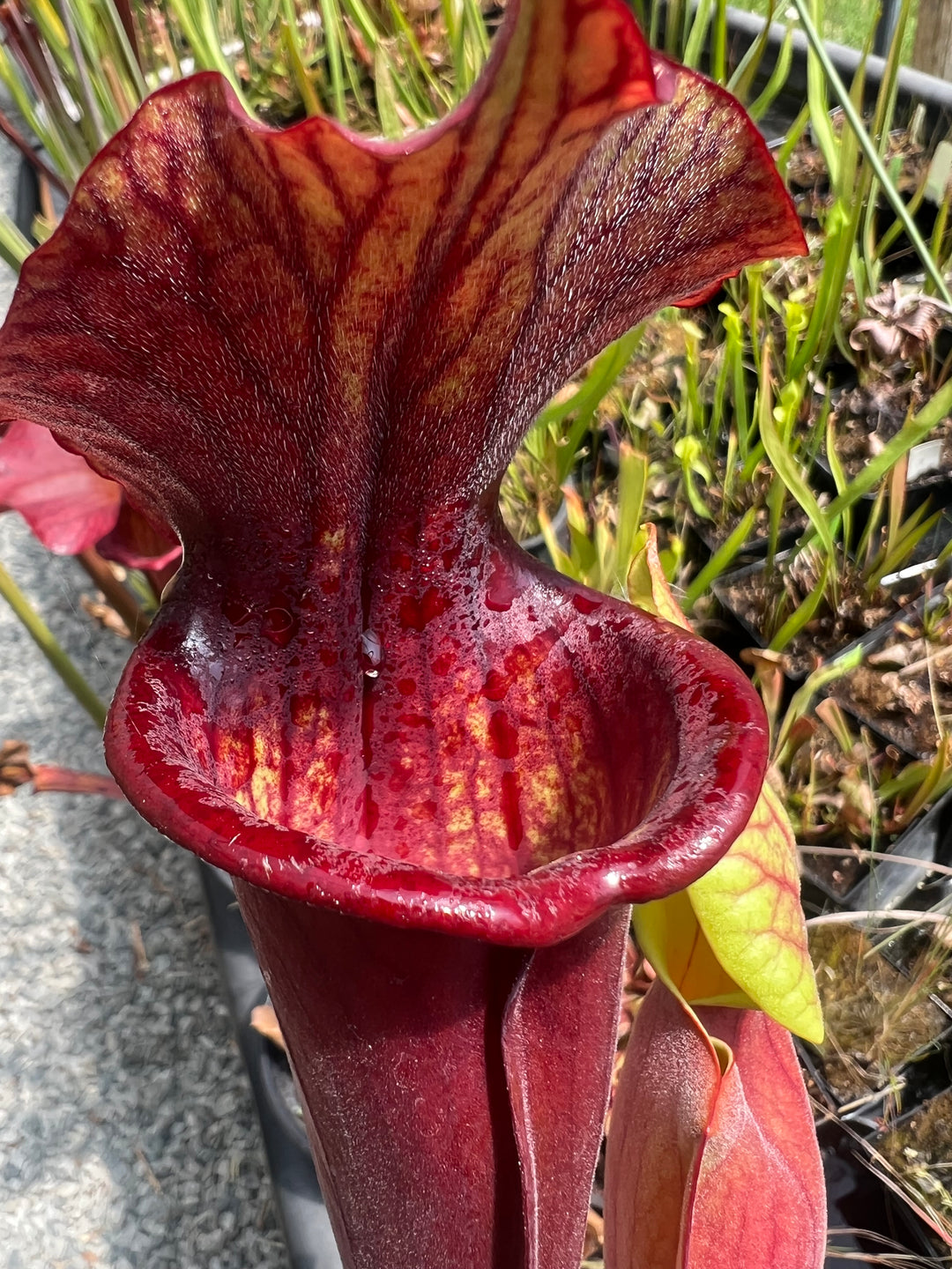 Sarracenia North American Pitcher Plants – Carnivorous Plant Store