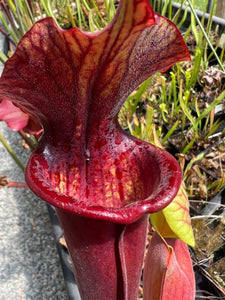 Sarracenia "Jays"