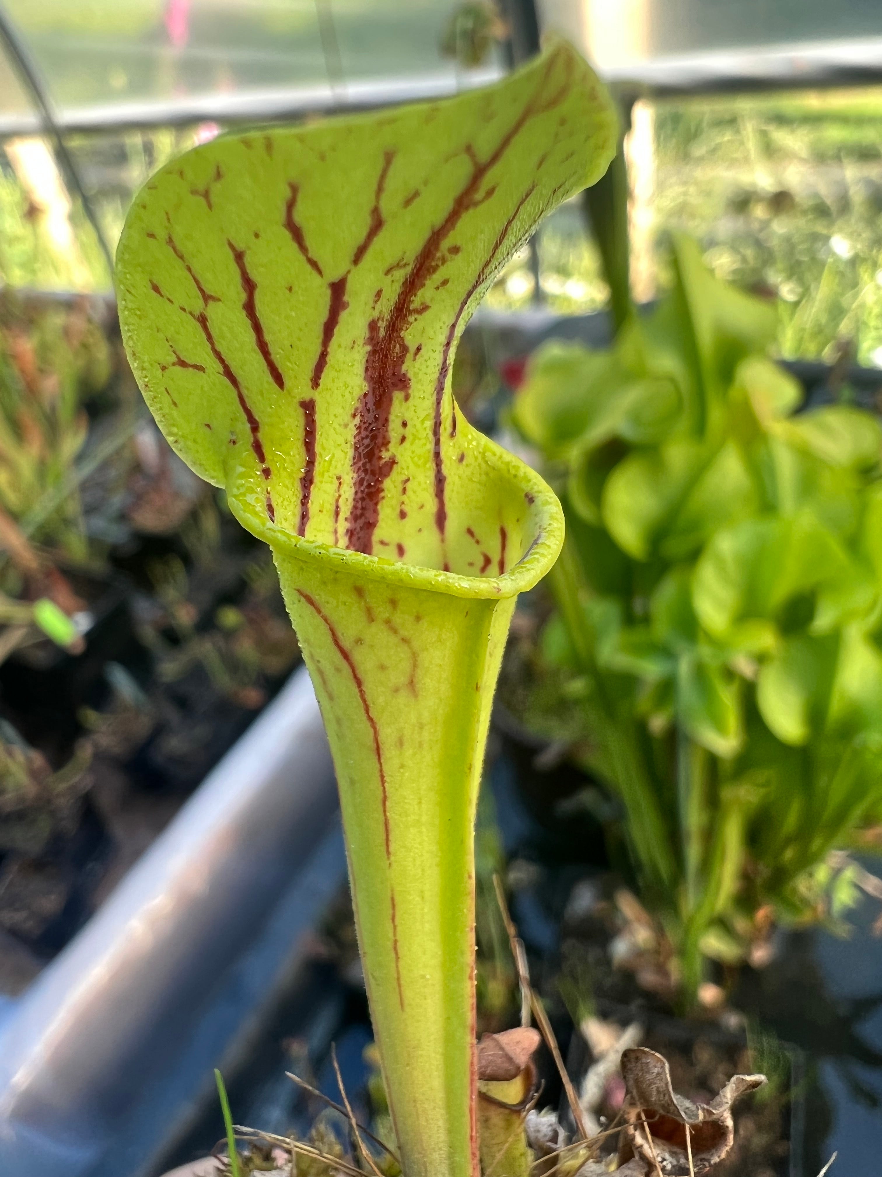 Sarracenia "Polish Blood" x S. flava "Gary's Church" Seed Grown